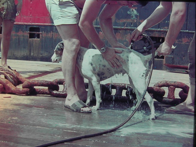 Schuttevaers eregalerij voor scheepsdieren