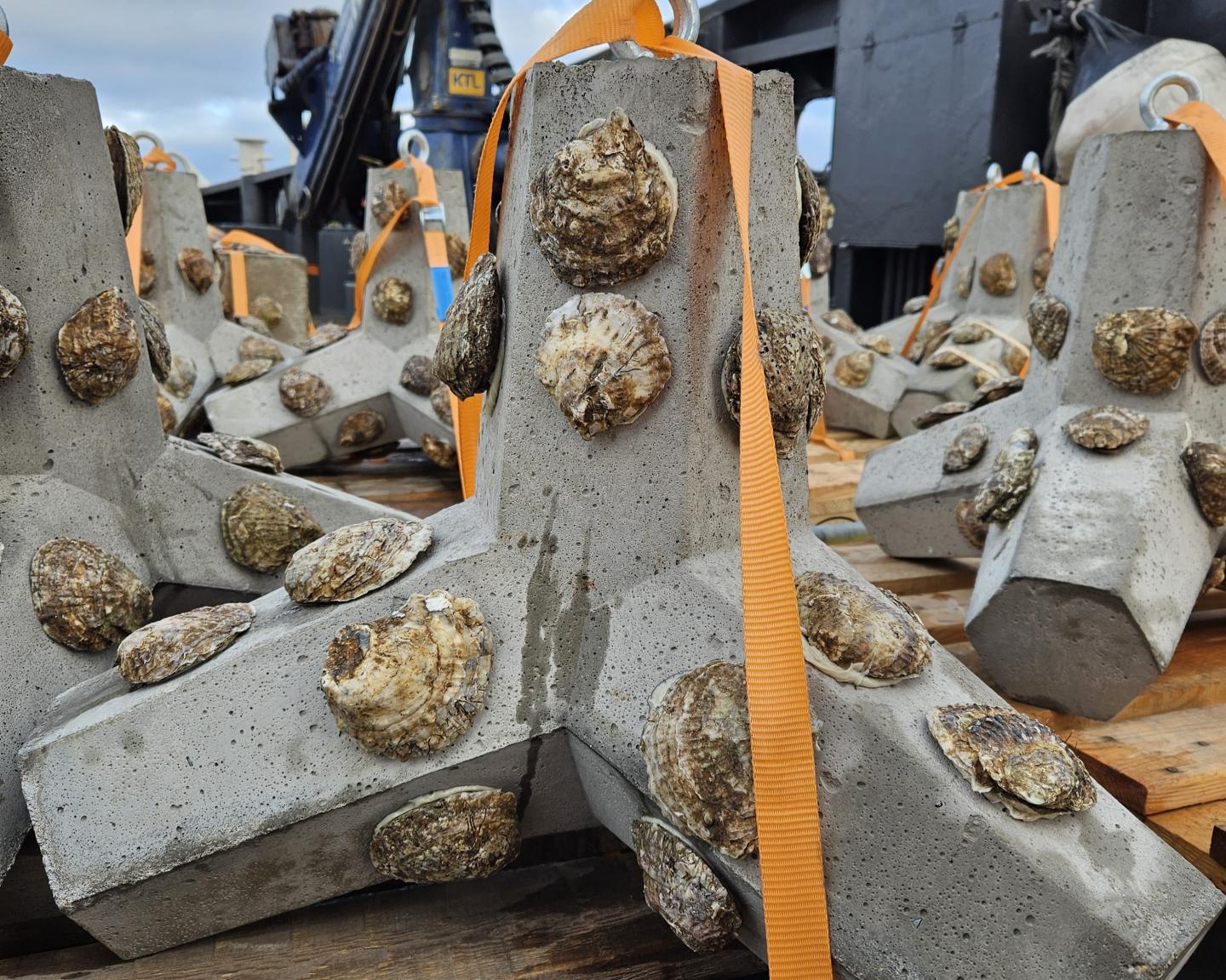 De DOS structuren met opgeplakte platte oesters